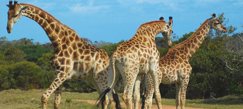 Girafes de la réserve de Sigean