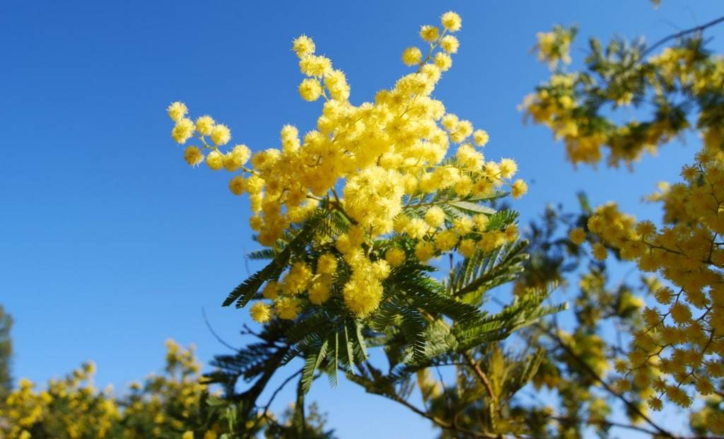Mimosa du jardin méditerranéen de Roquebrun